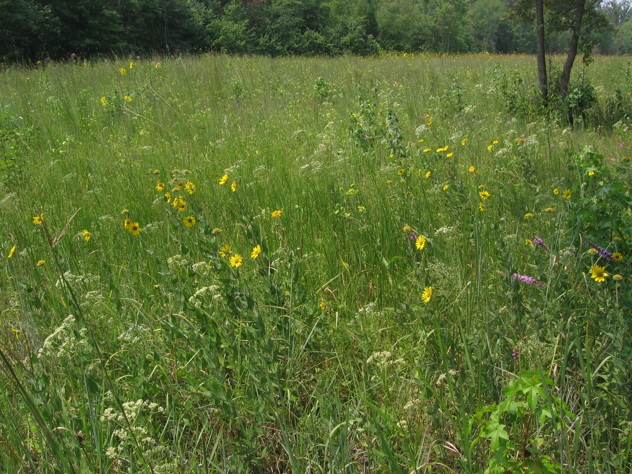Eastern Highland Rim Mesic Prairie, Coffee Co., Tennessee