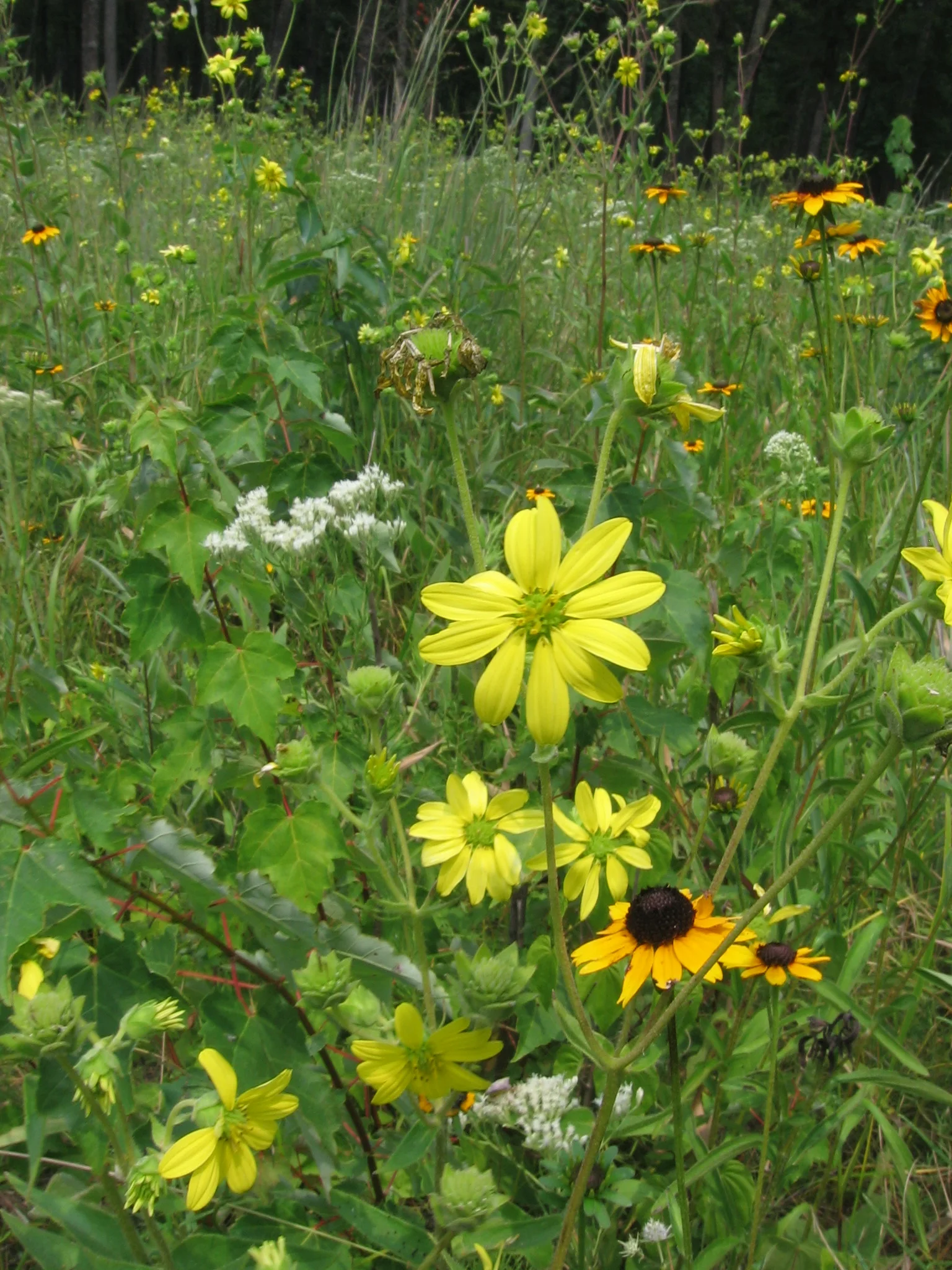 Eastern Highland Rim Mesic Prairie, Coffee Co., Tennessee. Flowering plants include Silphium mohrii, Rudbeckia palustris.