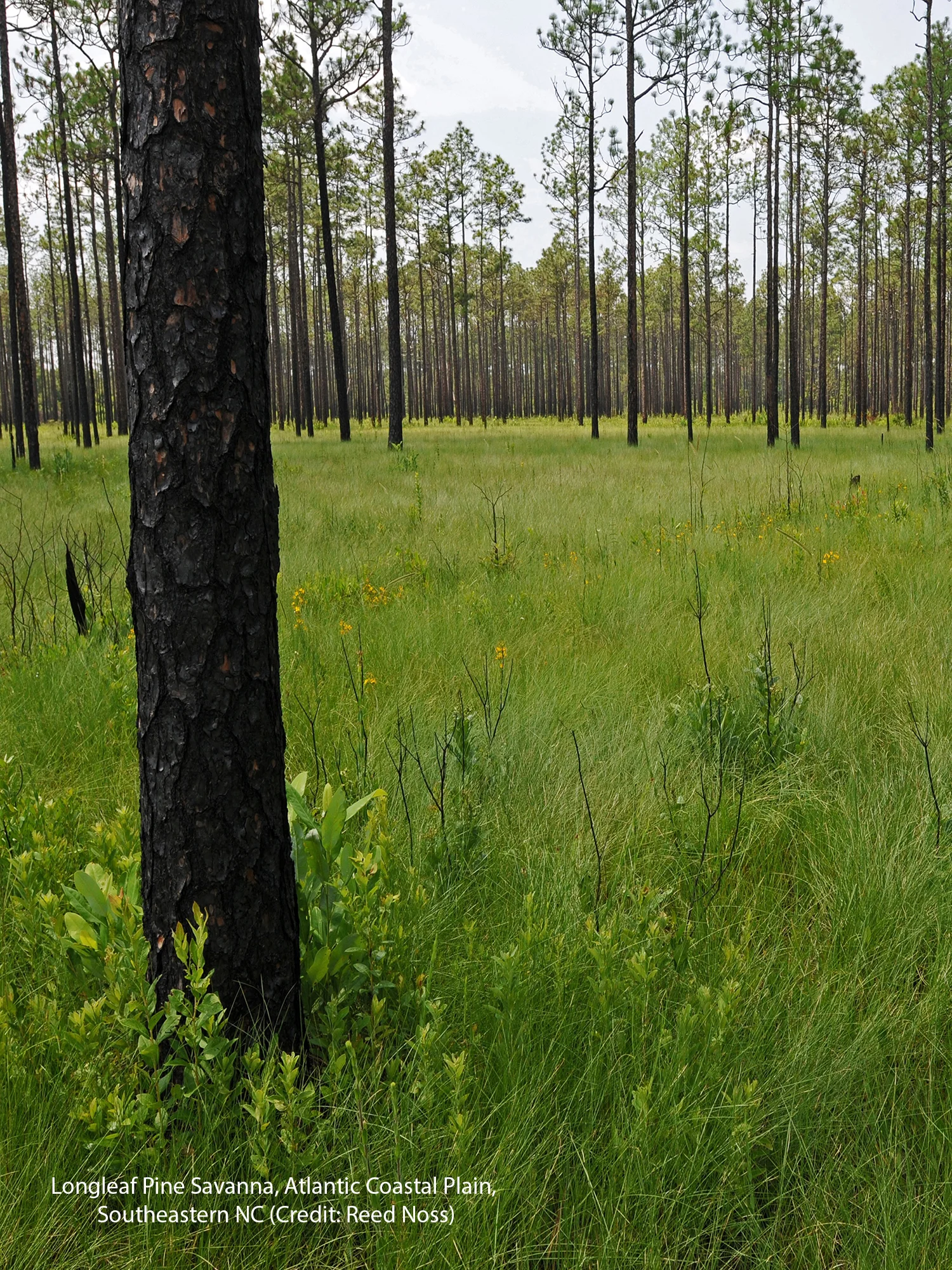 Big Island Savanna_Noss.jpg