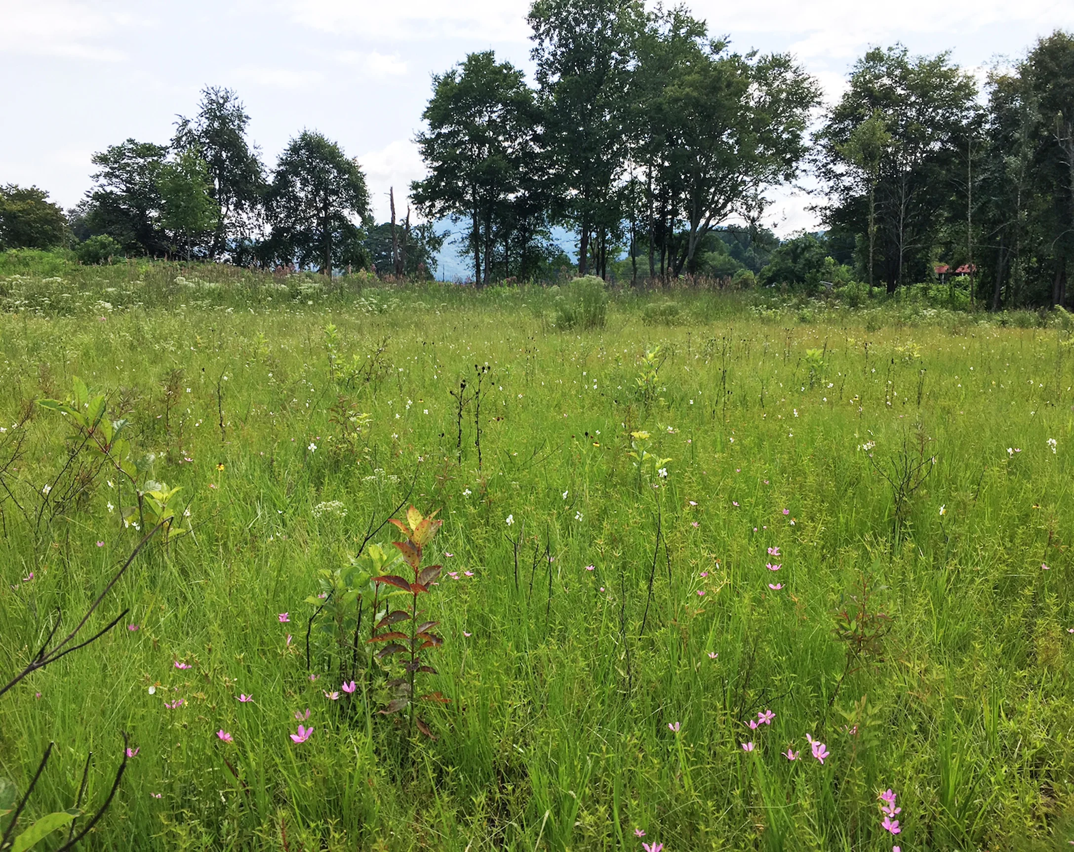 Blue Ridge Mountains Montane Basins Shortleaf Pine-Post Oak Savanna (background). Foreground is an acidic seepage slope grassland.