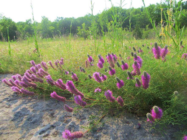Gattinger's Prairie Clover (Dalea gattingeri) is endemic to the most open and exposed parts of limestone glades and is capable of growing in cracks among limestone pavement or gravel glades. Photo credit: Sunny Fleming.