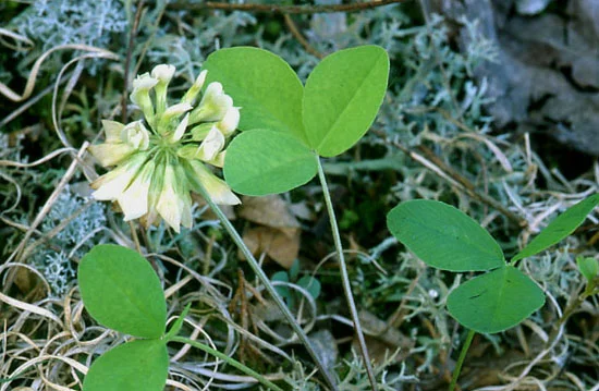 Limestone Clover (Trifolium calcaricum) occurs in just four counties worldwide, with three confined to the Nashville Basin where it is known from about five populations. This species inhabits cedar thickets and shrub thickets and edges of glades. It has declined drastically from a century ago when it was described as common. Photo credit: Dennis Horn.