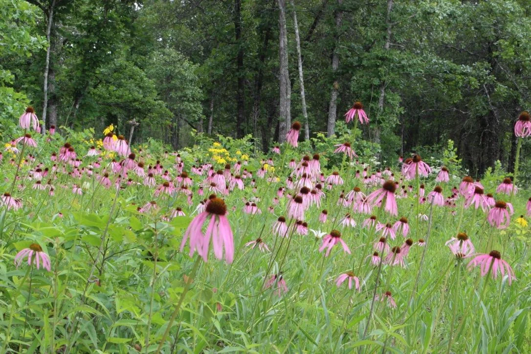 Dr. Ashley Morris (Middle Tennessee State University) and her colleagues with MTSU's Center for Cedar Glade Studies are working to document the flora of Flatrock Glades State Natural Area. Her stunning photo shows Wavy-Leaved Coneflower ( Echinacea simulata ) and Gray-Headed Coneflowers ( Ratibida pinnata ) in spectacular display in the recently restored savannas.