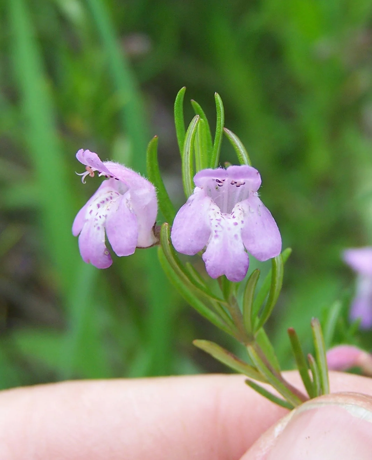 Cumberland Rosemary (Conradina verticillata) is a narrowly endemic species known from just four counties in Tennessee and one county in Kentucky where it is restricted to Cumberland Plateau Sandstone Riverscour Barrens. Photo credit: Dwayne Estes.