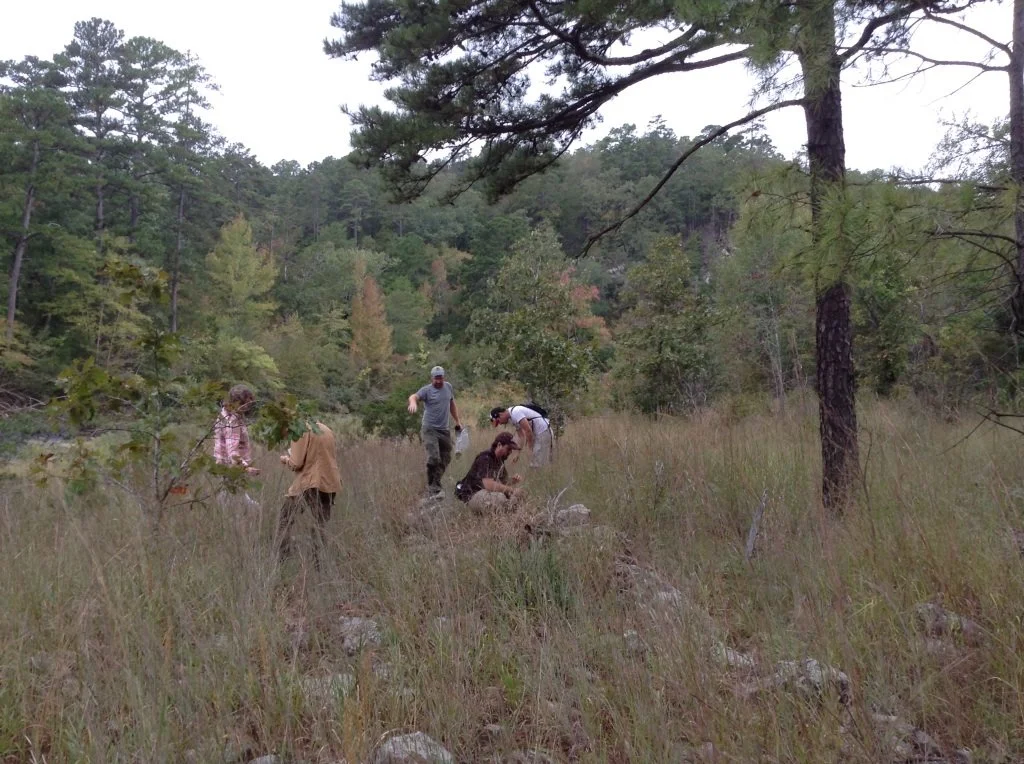 Riverscour grassland also occurs in areas outside the Cumberland Plateau. This beautiful example is from the bank of the South Fourche La Fave River in the Ouachita Mountains of Perry Co., Arkansas. Photo credit: Dwayne Estes.