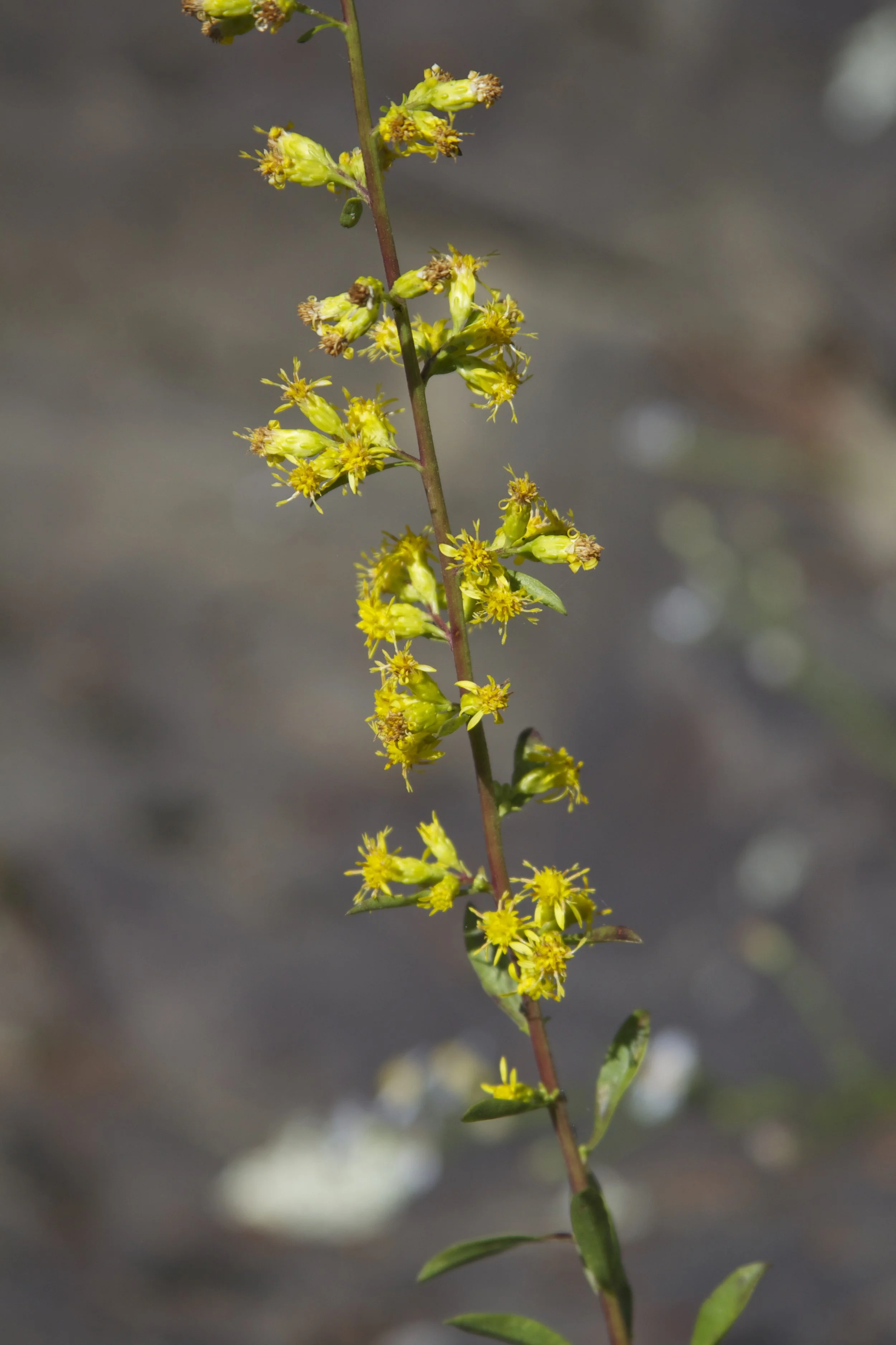 Black Warrior River Goldenrod (Solidago arenicola) named by Drs. Brian Keener and Robert Kral was originally discovered in riverscour in northern AL along the Black Warrior River. Several years later, it was found more than 150 miles to the north in the Obed River Watershed in Tennessee and along Rock Creek in northwest Georgia. Photo credit: Dwayne Estes.