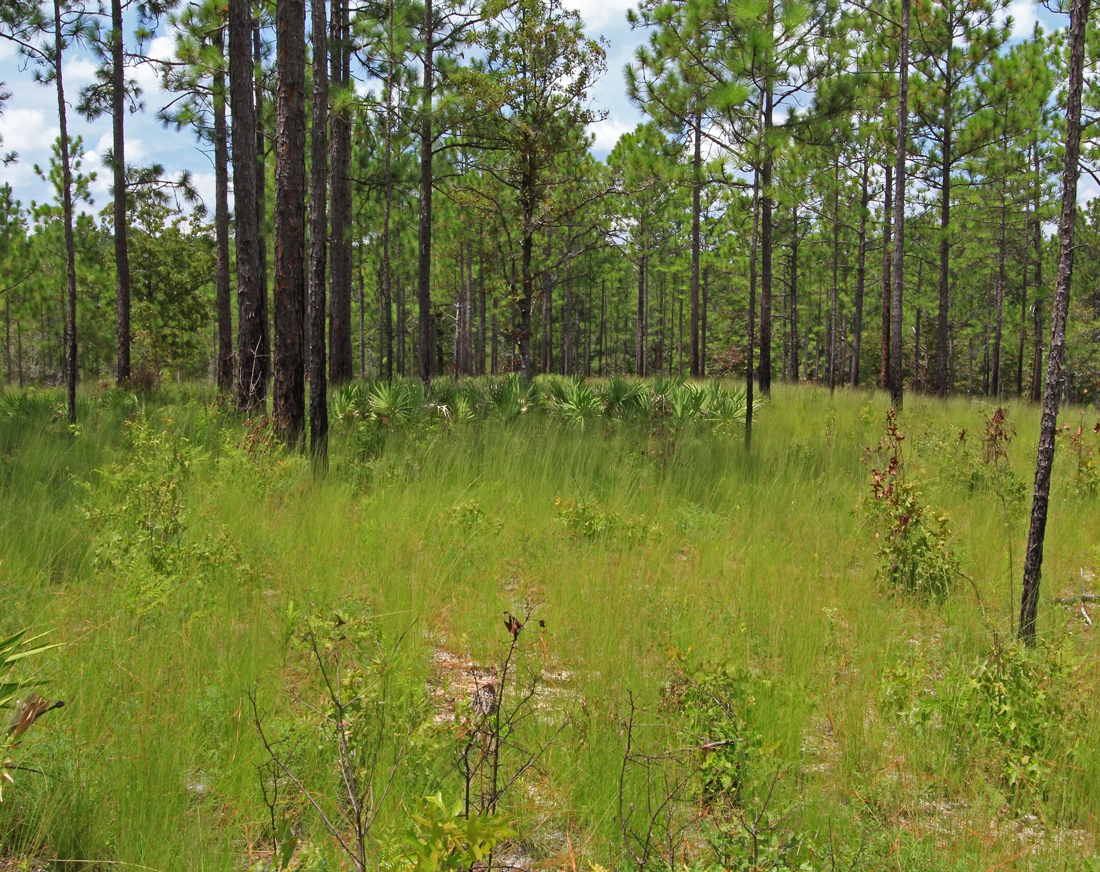 Atlantic Coastal Plain Longleaf Pine (Pinus palustris) Sandstone Savanna, Ricketson Tract, Broxton Rocks Preserve, The Nature Conservancy, Coffee Co., Georgia