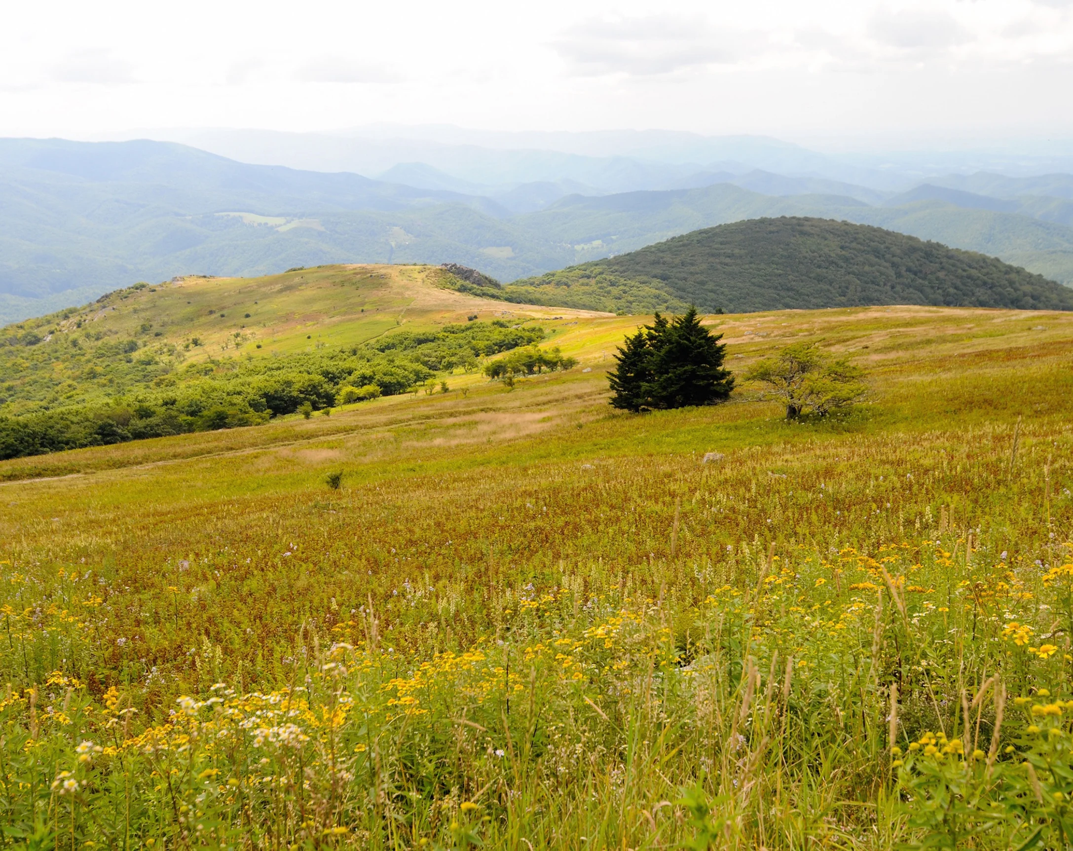 Southern Blue Ridge Grass Bald, Grayson Highlands State Park, Virginia.