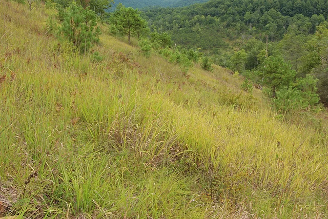 Buck Creek Serpentine Barrens, Nantahala National Forest, Clay County, North Carolina