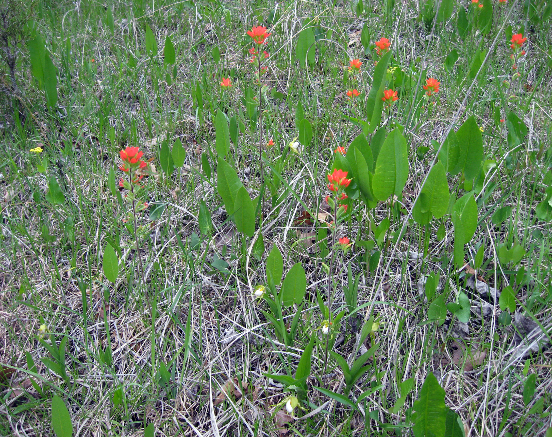 Outer Bluegrass Dolomite Barren, Adams Co., Ohio