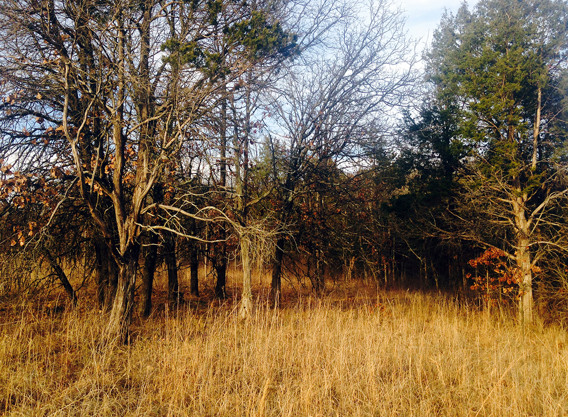 Crawford Uplands Post Oak-Blackjack Oak Savanna, Raymond Athey Barrens State Nature Preserve, Logan Co., Kentucky
