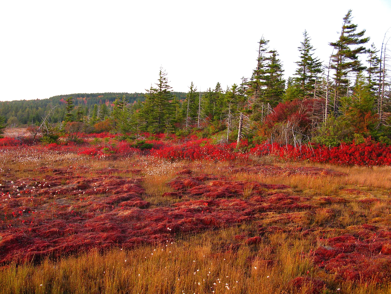 "Dolly Sods," Allegheny Mountains Bog, Tucker Co., West Virginia