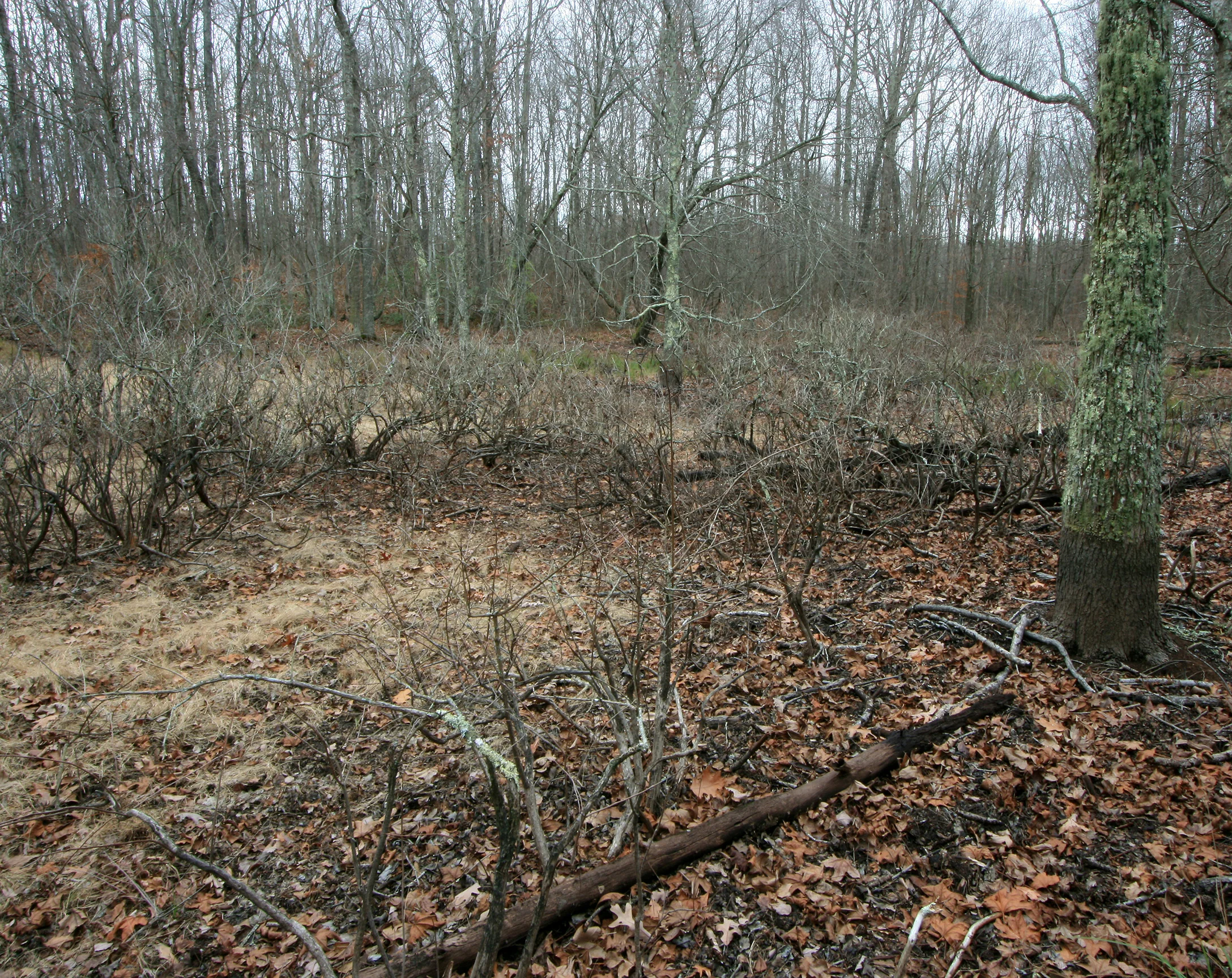 Cumberland Plateau Depression Pond, Gernt Pond, Fentress Co., TN