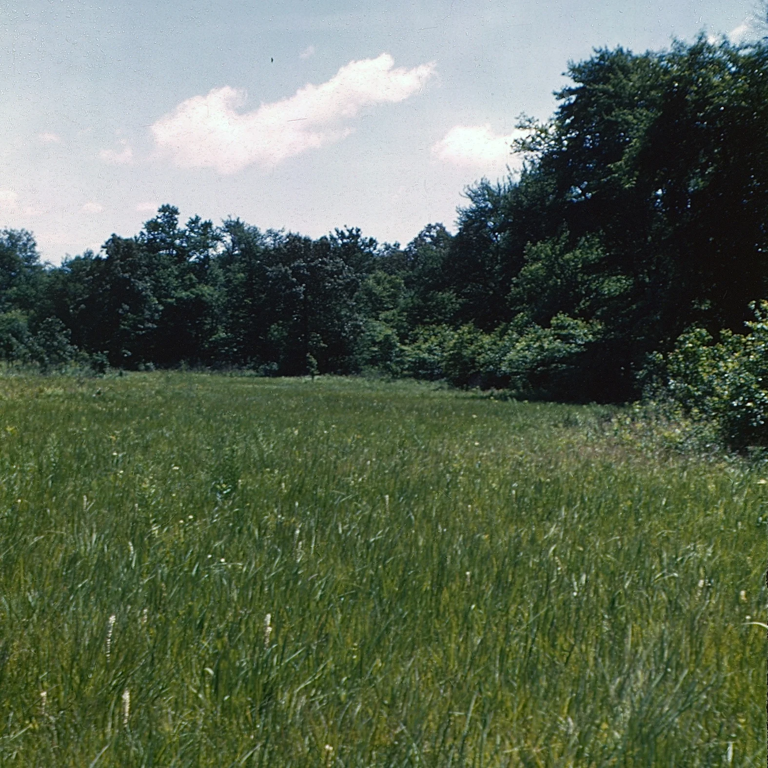 Glade Branch copy.jpg