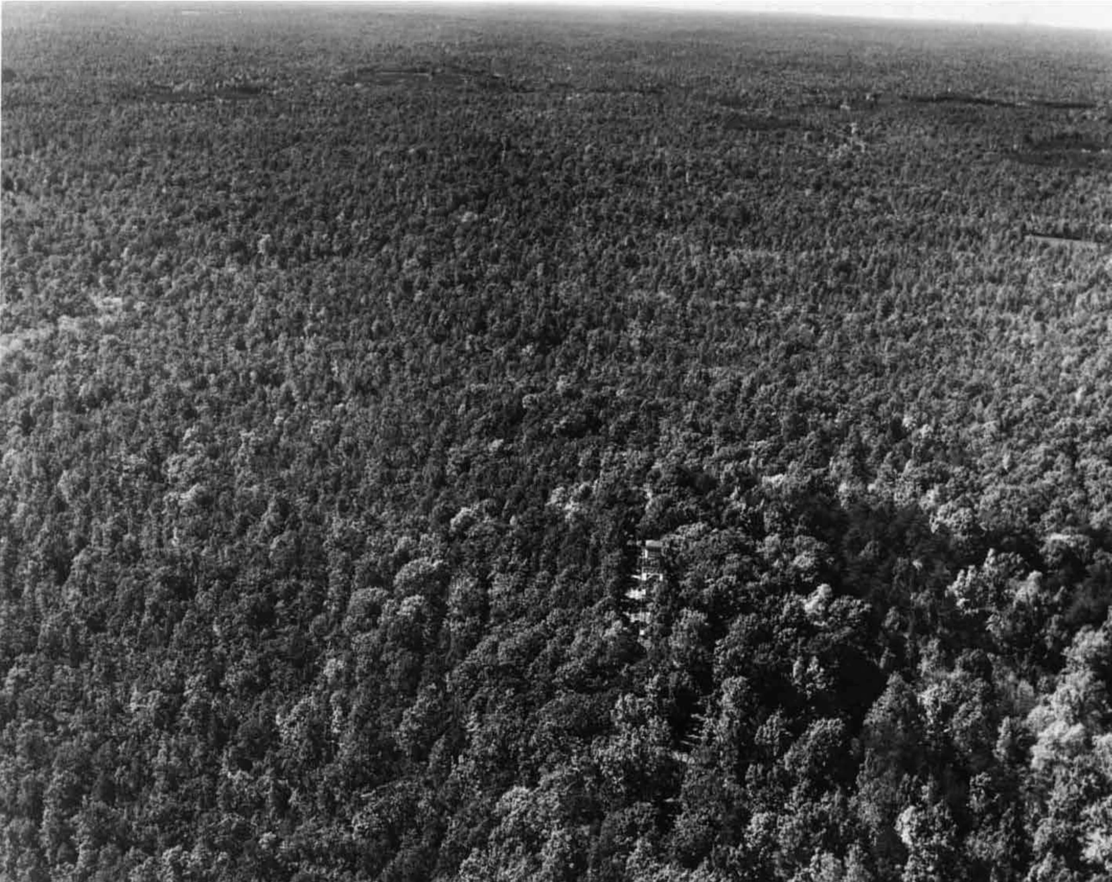 Plateau surface forest copy.jpg