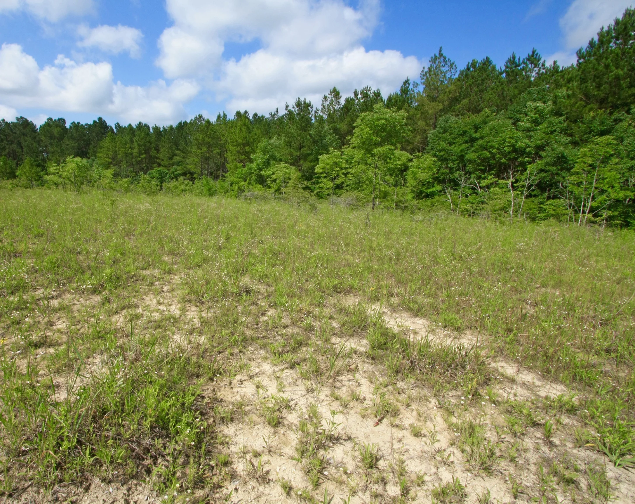 East Gulf Coastal Plain Eocene Chalk Barren, Dakota Prairie, Oaky Woods Wildlife Management Area, Houston County, Georgia