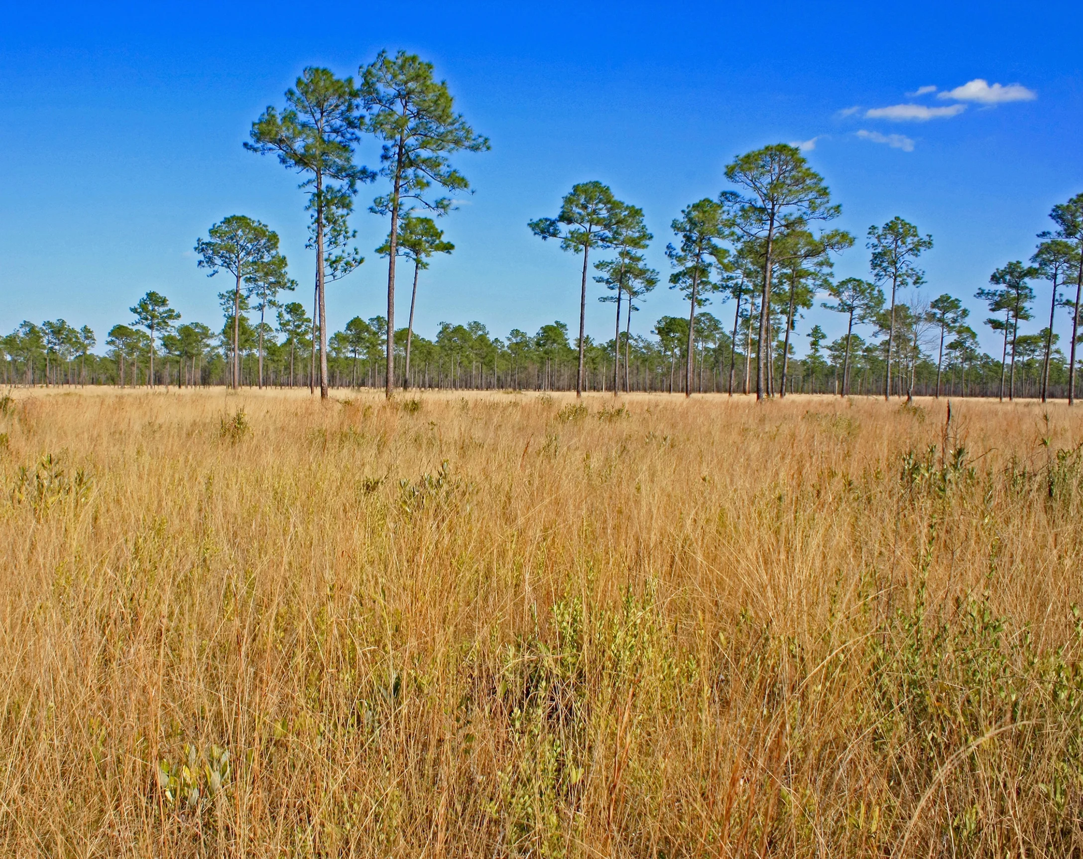 MS Pine Savanna.jpg