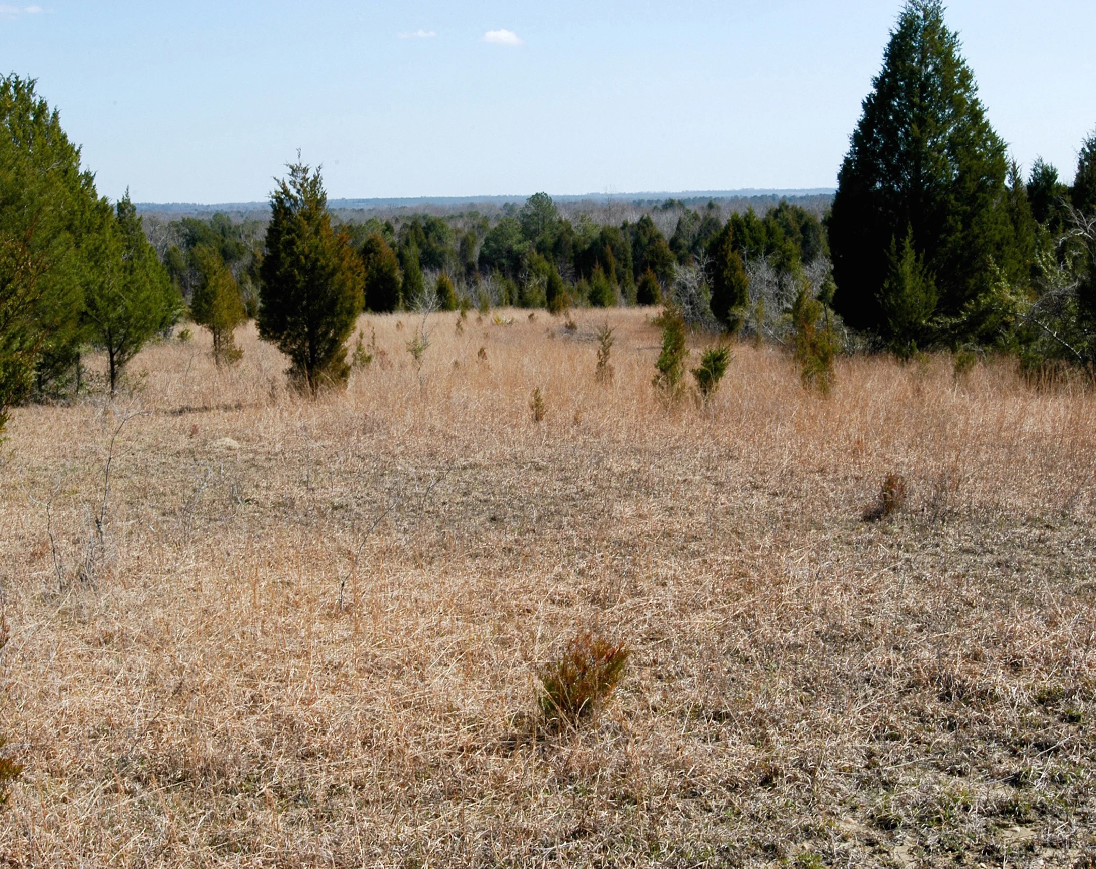 East Gulf Coastal Plain Black Belt Prairie, Dallas Co., Alabama