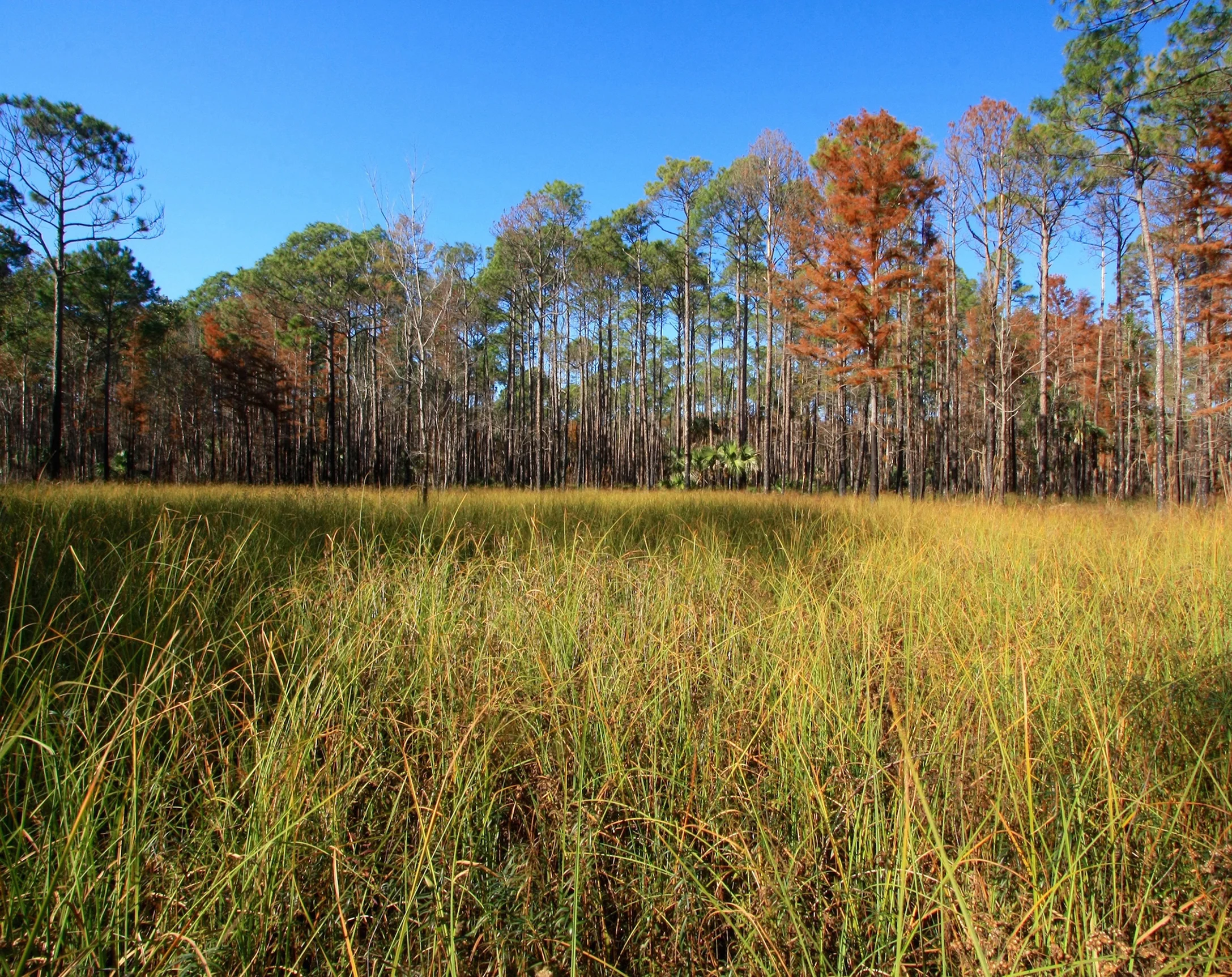 Wakulla Co FL pond.jpg
