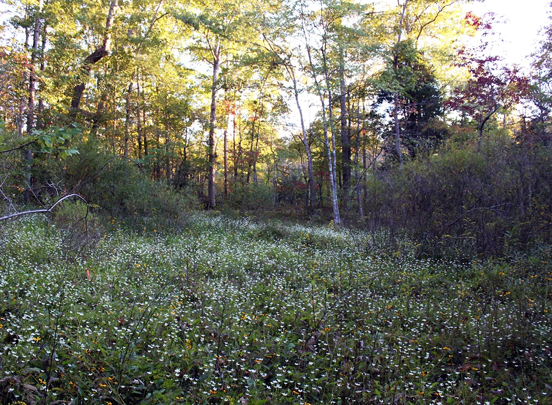 Western Highland Rim Calcareous Seepage Fen, Lewis Co., Tennessee