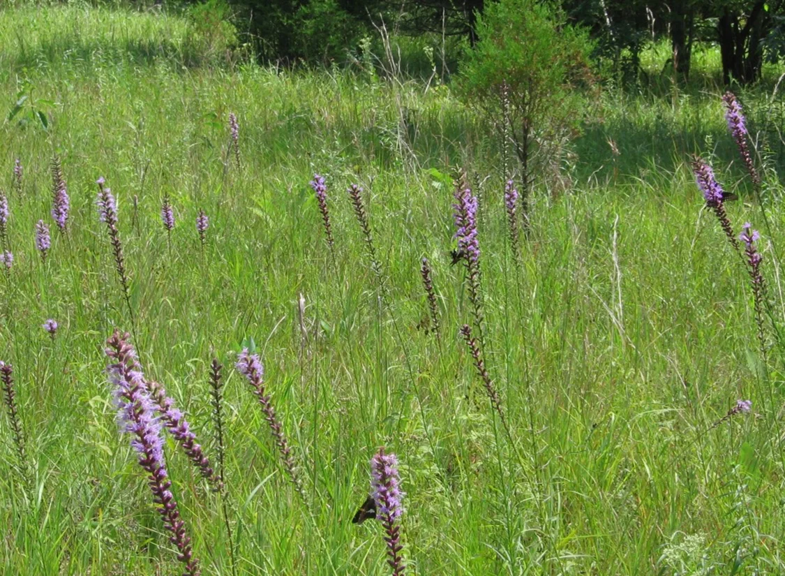 Western Highland Rim Savanna, “Picadilly Prairie”, Dickson Co., Tennessee