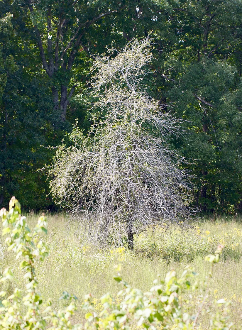 Old crabapple (Malus angustifolia) in old field in what was historically a Western Highland Rim Oak Savanna, Giles Co., Tennessee