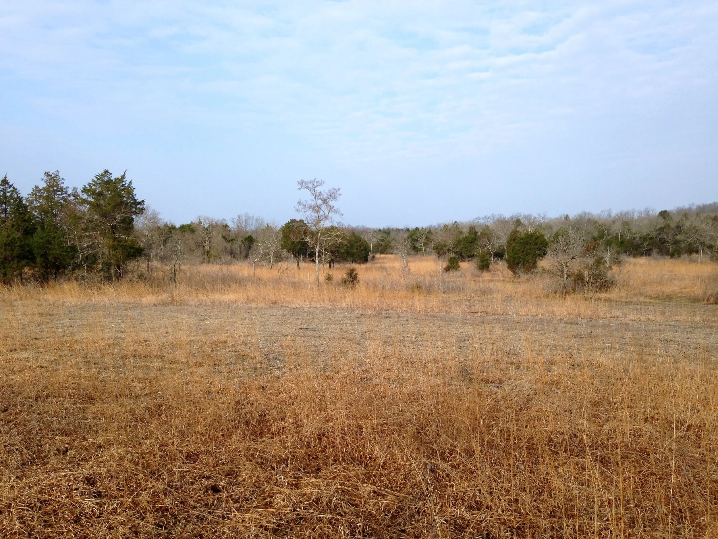Inner Nashville Basin Limestone Savanna and Glade, Couchville Glades and Barrens State Natural Area, Davidson Co., Tennessee