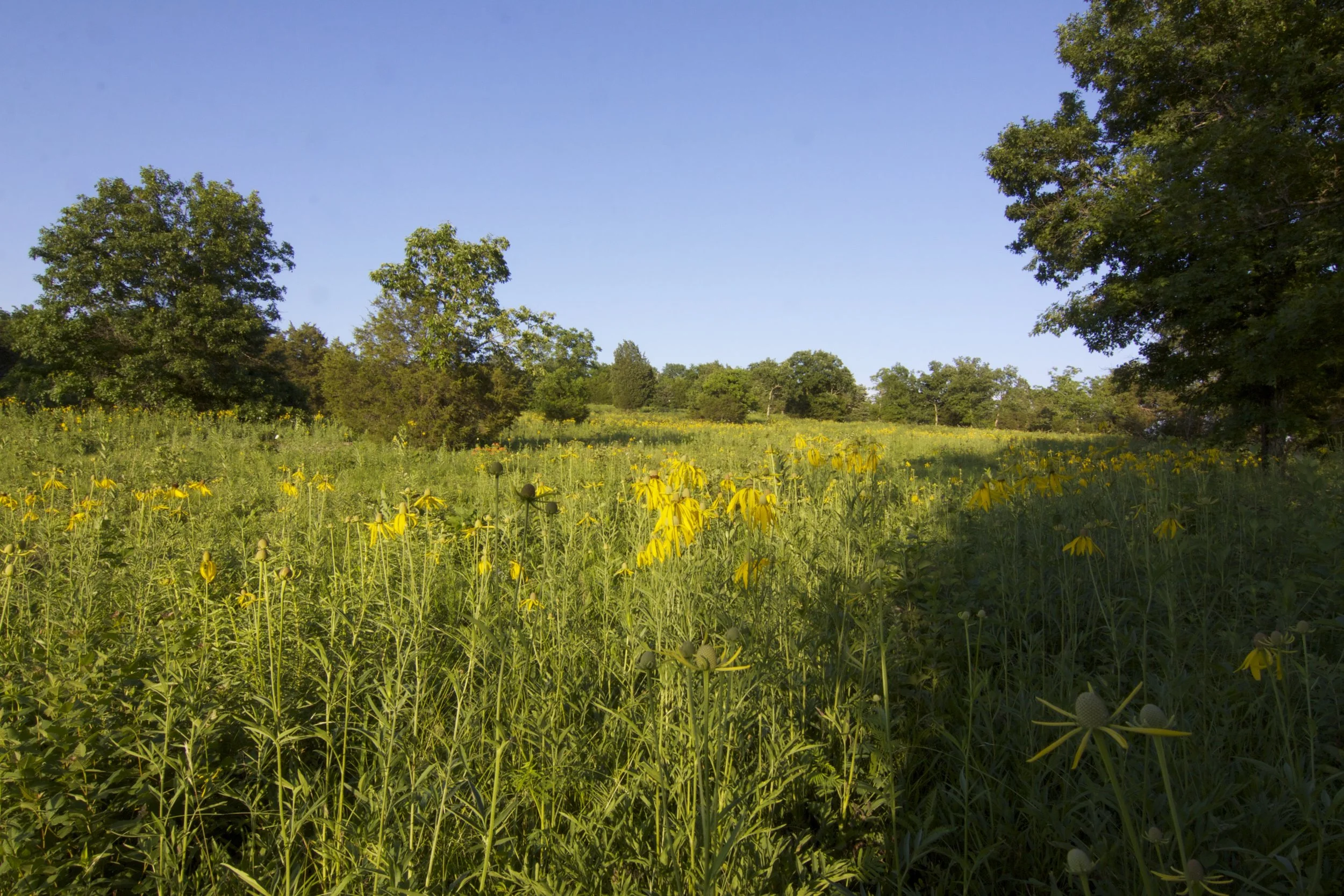 Gray-headed Coneflower (Ratibida pinnata) in Inner Nashville Basin Limestone Savanna, Factory Road, Rutherford Co., Tennessee