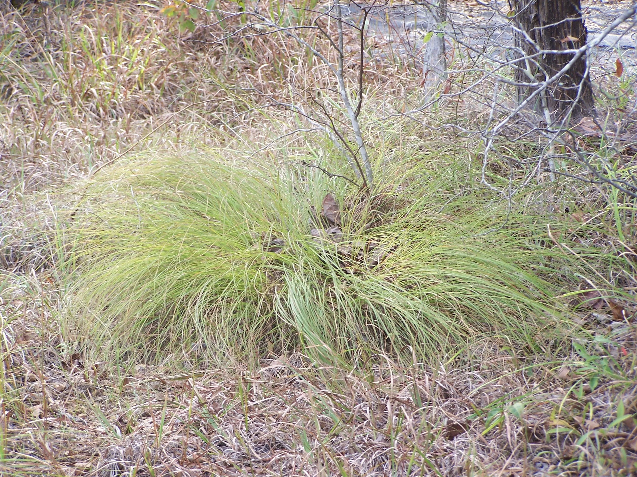 Prairie Dropseed (Sporobolus heterolepis), Inner Nashville Basin Limestone Savanna, Rutherford Co., Tennessee
