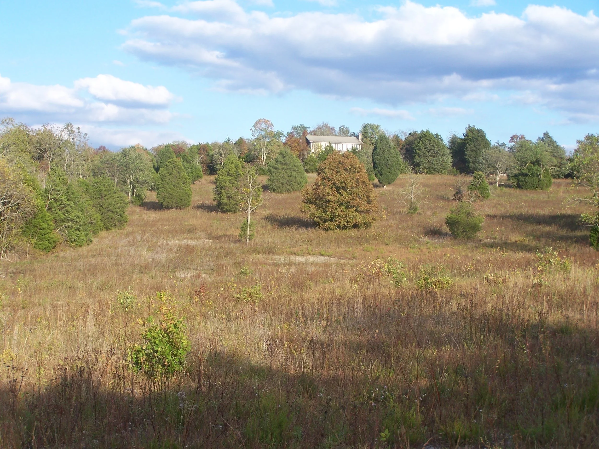 Inner Nashville Basin Limestone Savanna, Factory Road, Rutherford Co., Tennessee