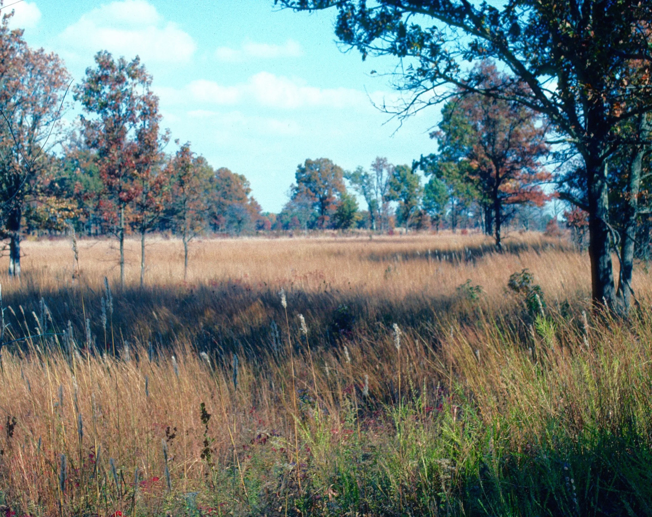 Pennyroyal Plain Oak Savanna, Christian Co., Kentucky