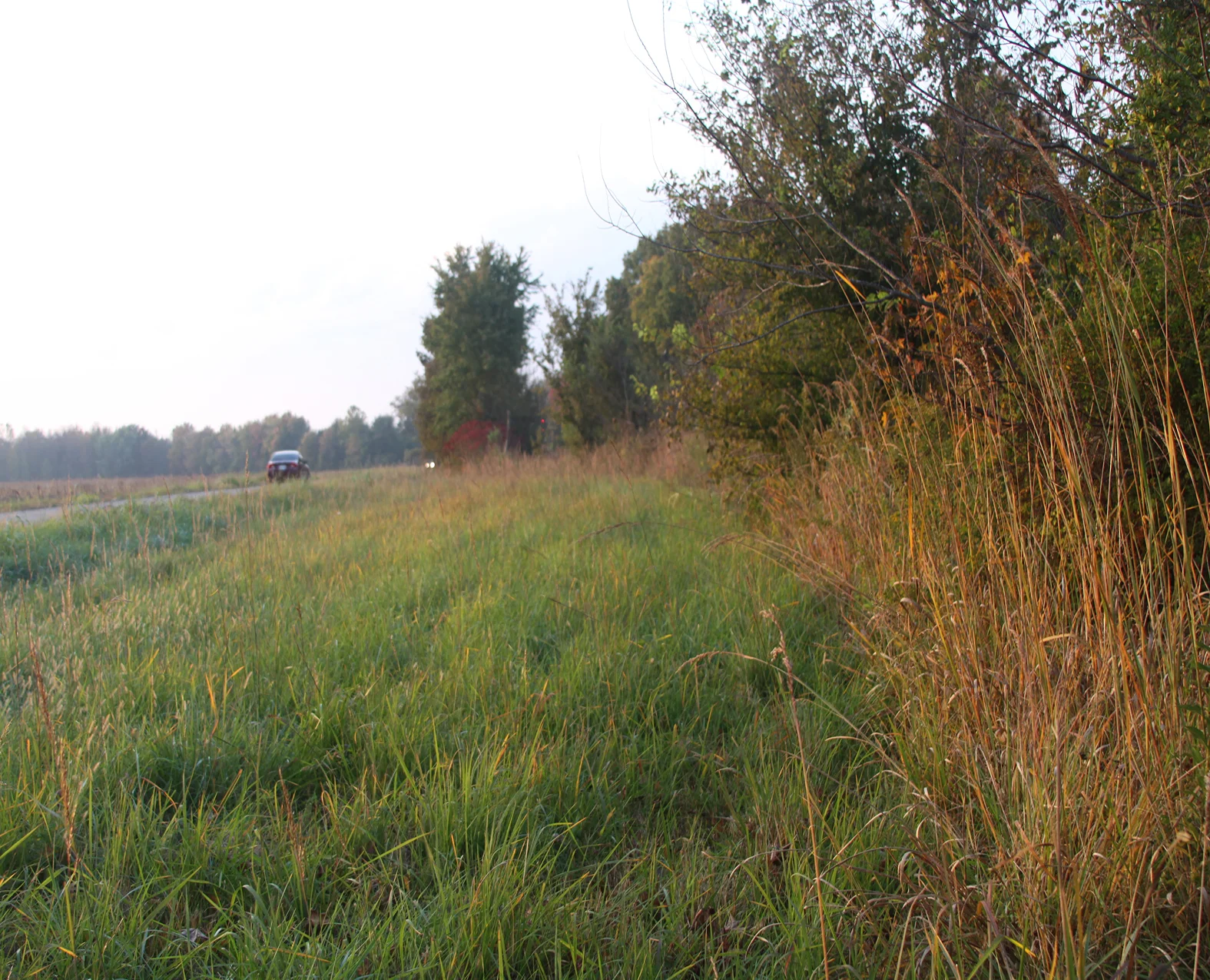 Remnant Pennyroyal Mesic Wet Prairie ("Warfield Barren") between US Hwy 41 and CSX Railroad, Montgomery Co., Tennessee