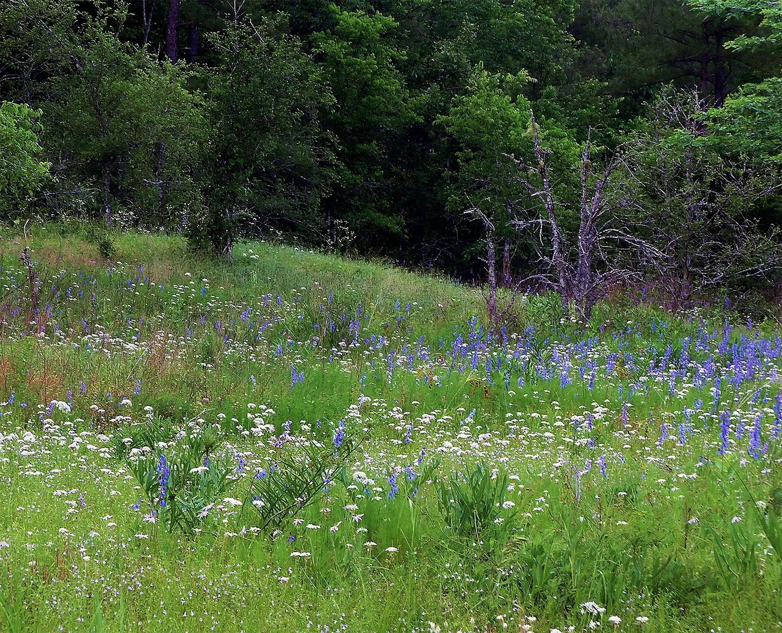 Ouachita Mountains Shale Barren, Middle-Fork Barrens Natural Area, Saline Co., Arkansas