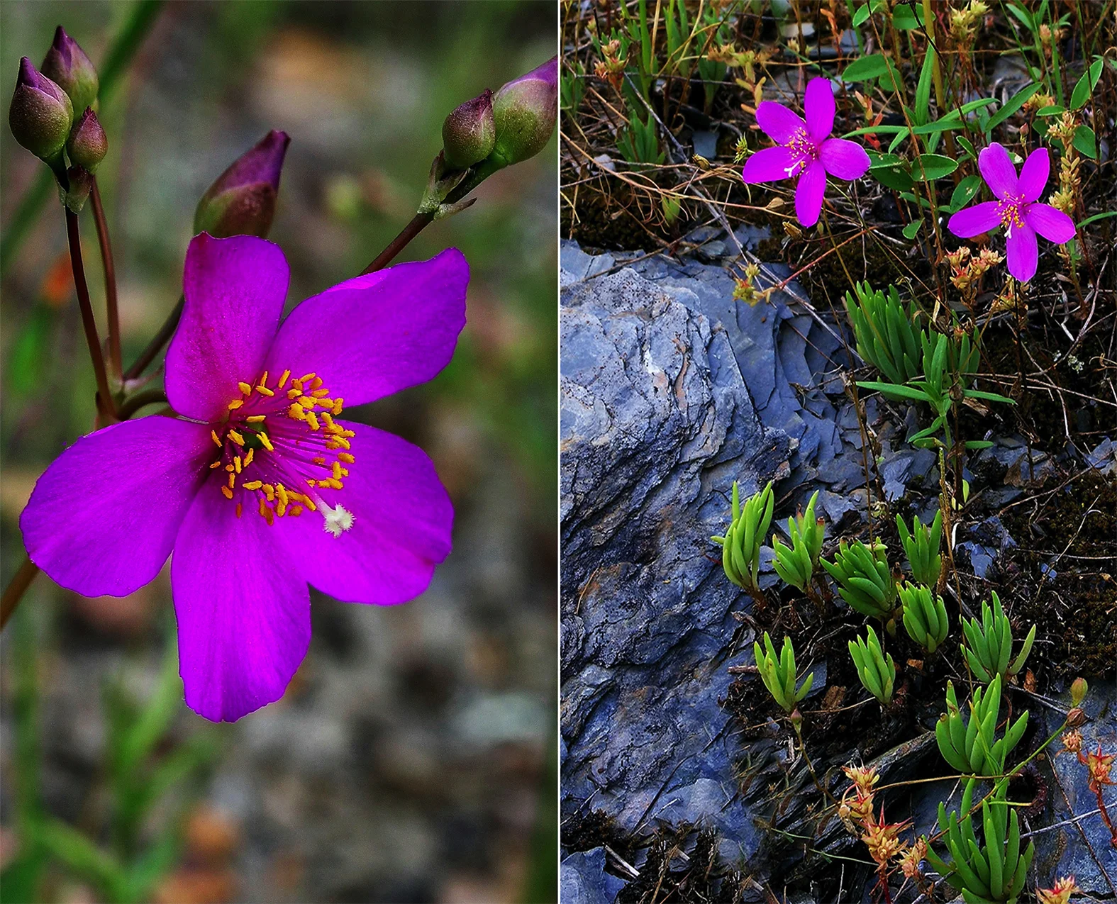 Undescribed species of fameflower (Phemeranthus sp. nov.) thought to be endemic to shale glades of the Ouachita Mountains of Arkansas. Under study by Theo Witsell.