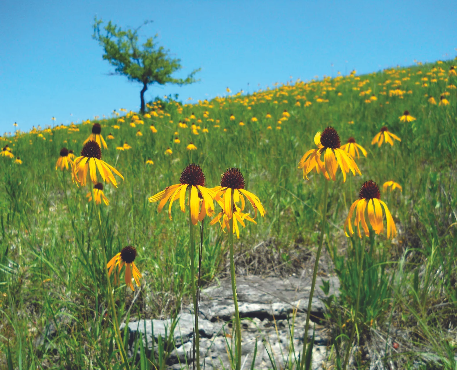 Echinacea paradoxa (Yellow Coneflower) in Ozark Plateau Dolomite Barren, Heimbaugh Hill Glade, Ha Ha Tanka State Park, Missouri