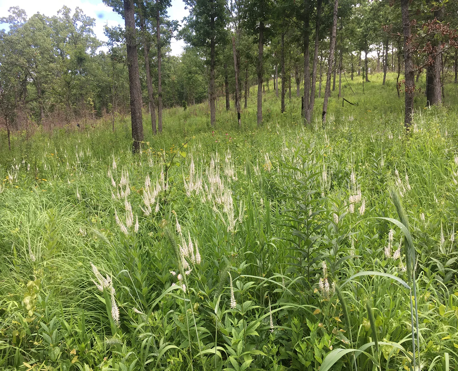 Ozark Plateau Oak Savanna, Arkansas