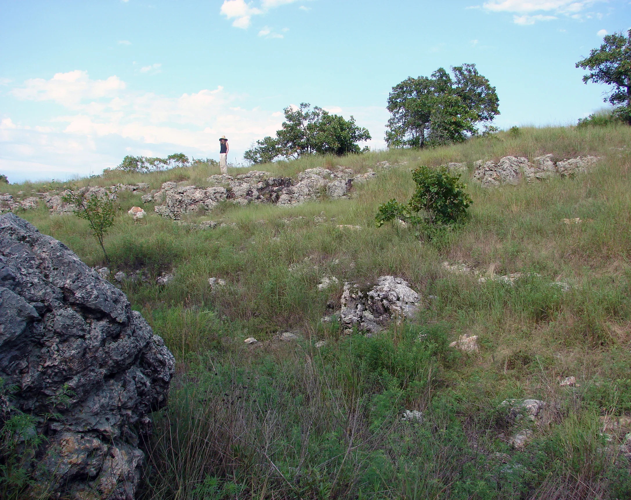Ozark Highlands Sringfield Plateau Chert Barrens, "Wildcat Glade," Missouri