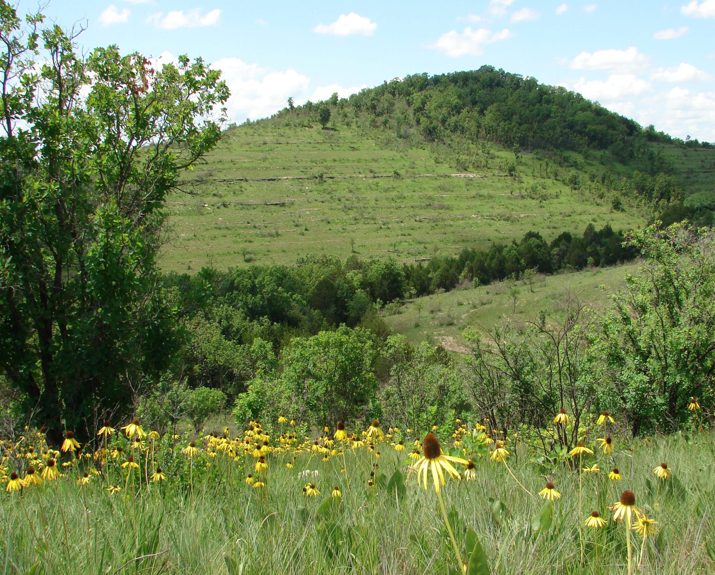 Ozark Plateau Dolomite Barren, "McClurg Glade," Mark Twain National Forest, Taney Co., Missouri 