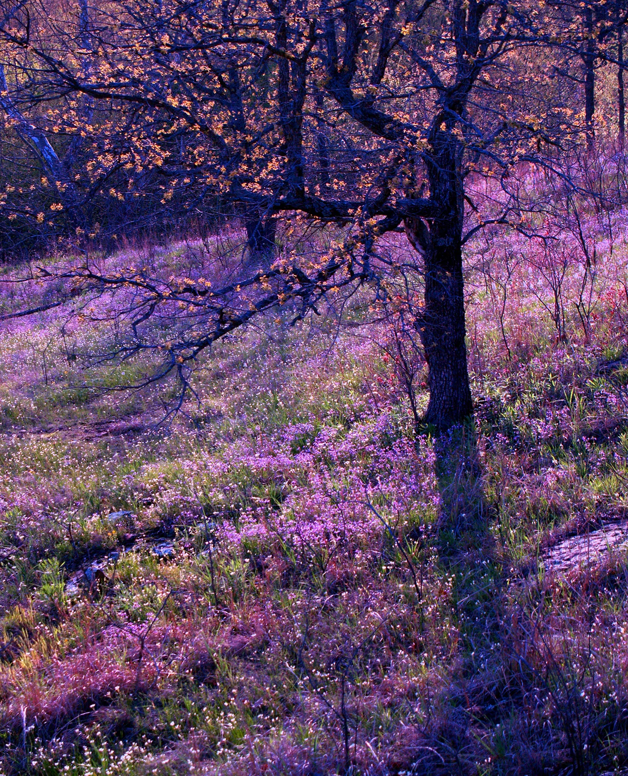 Ozark Plateau Sandstone Glades & Barrens