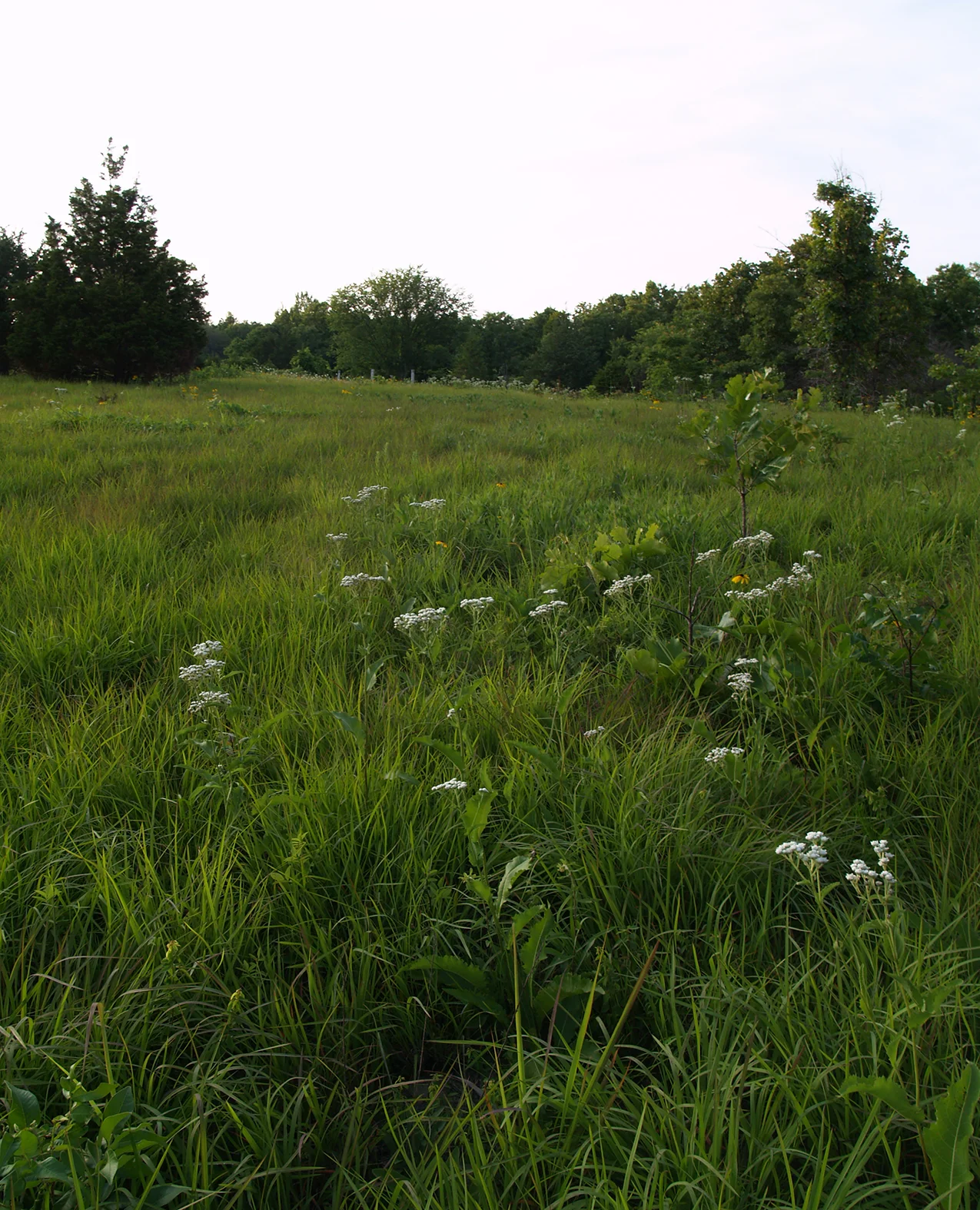 Ozark Plateau Dry Chert Prairie, Missouri