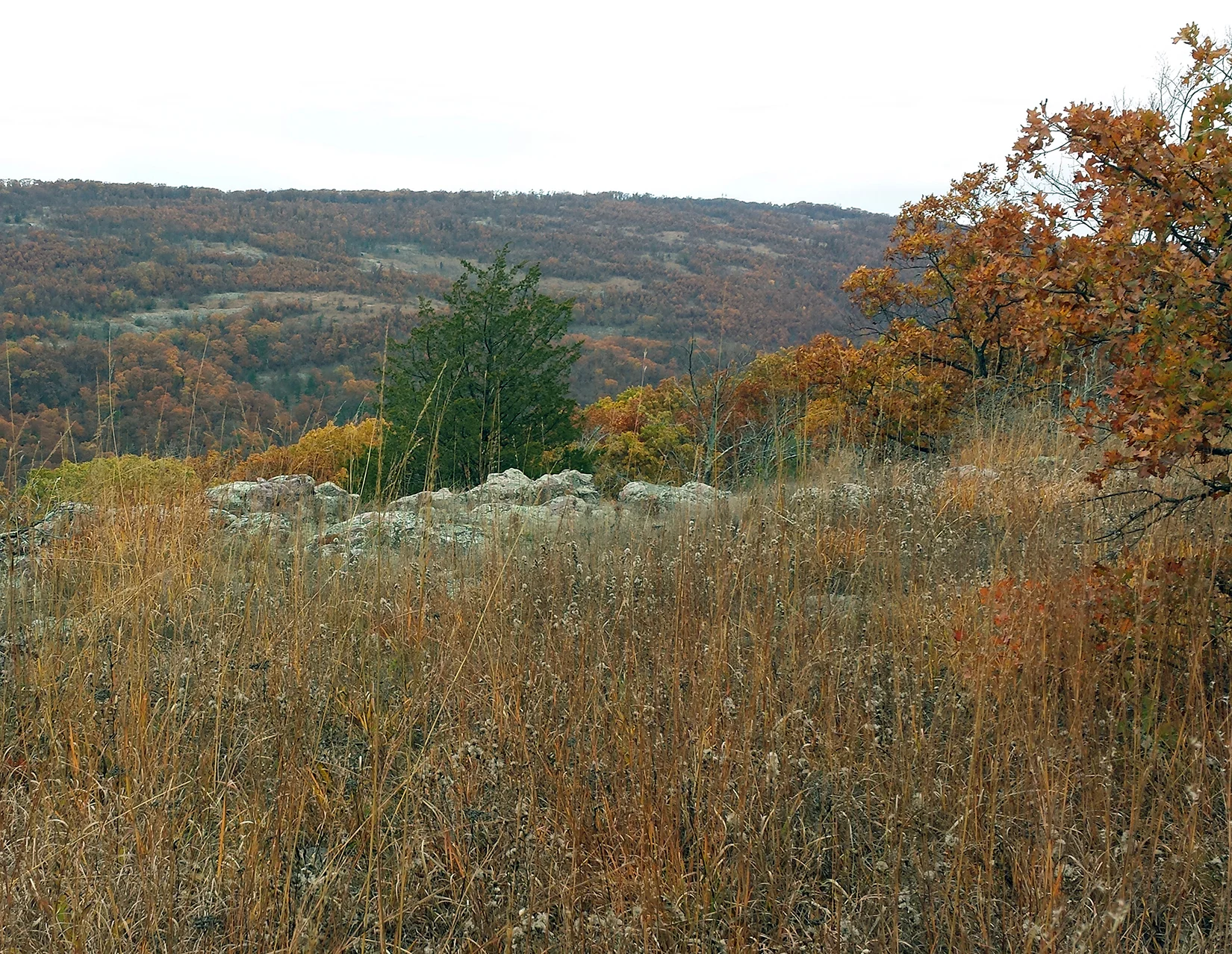 Ozark Plateau St. Francois Mountains Igneous Barrens, Outcrops, and Woodlands, Tom Sauk Mountain State Park, Iron Co., Missouri