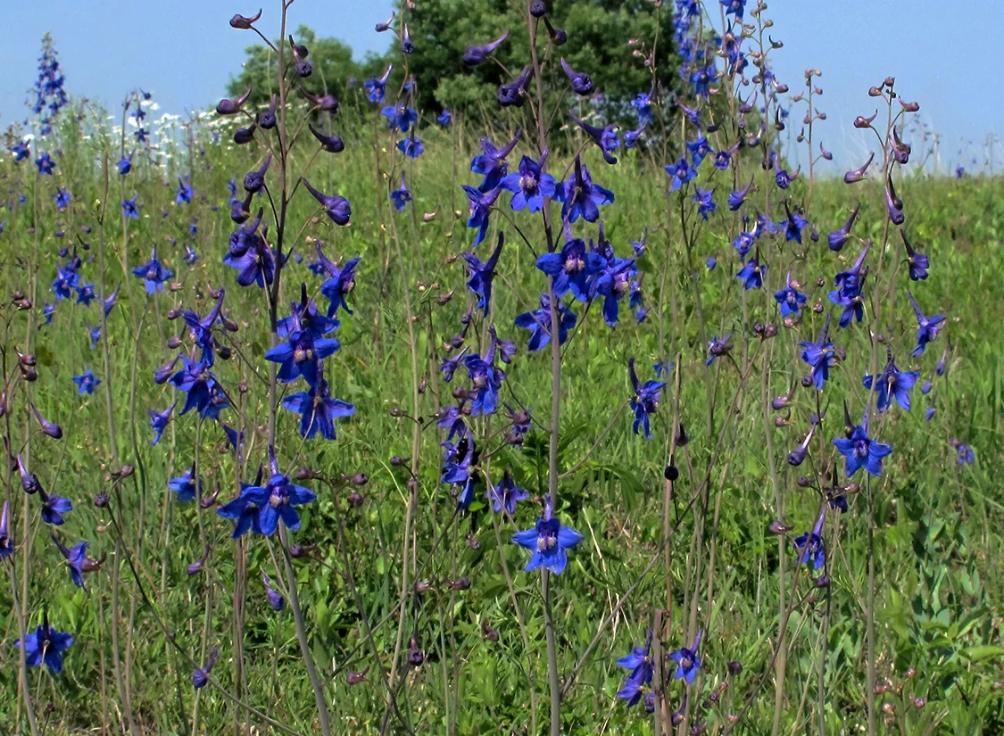 Delphinium treleasei (Trelease's Larkspur) in Ozark Plateau Dolomite Barren