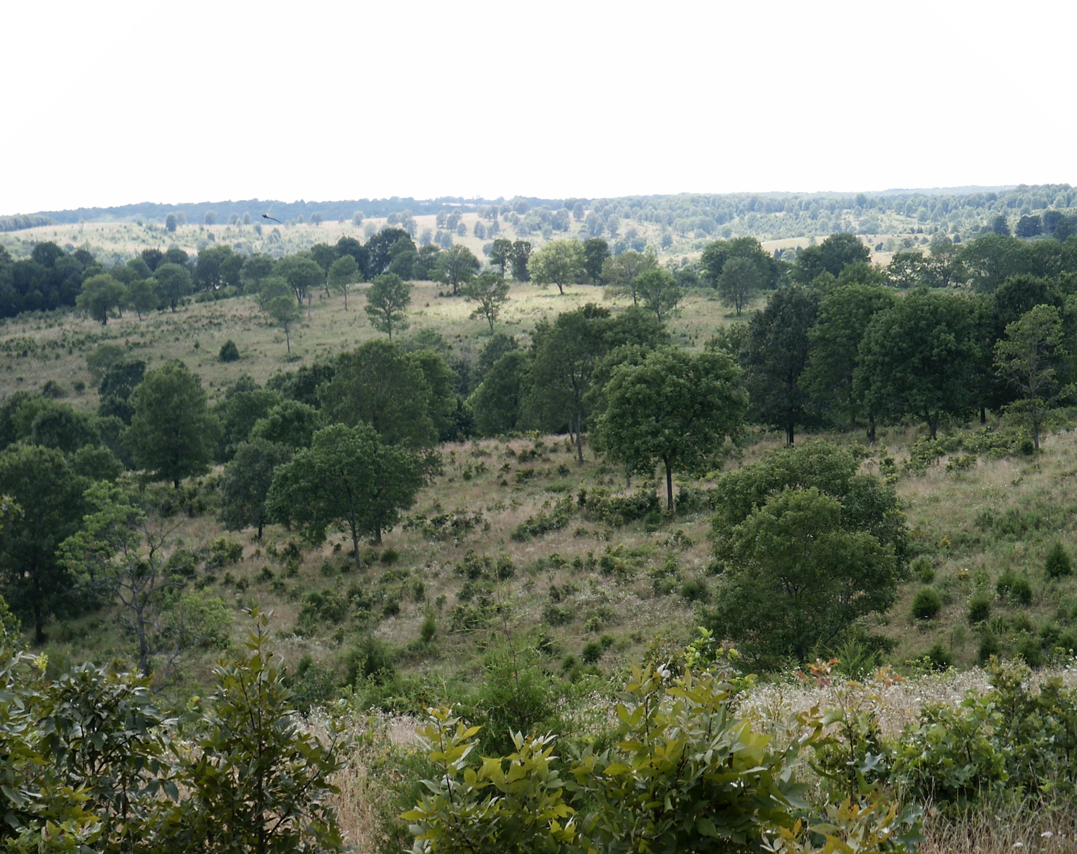 This landscape near Rolla, Missouri shows the openness and general structure that might have resembled historical oak savannas in the Ozark Plateaus and adjacent areas of southern Missouri