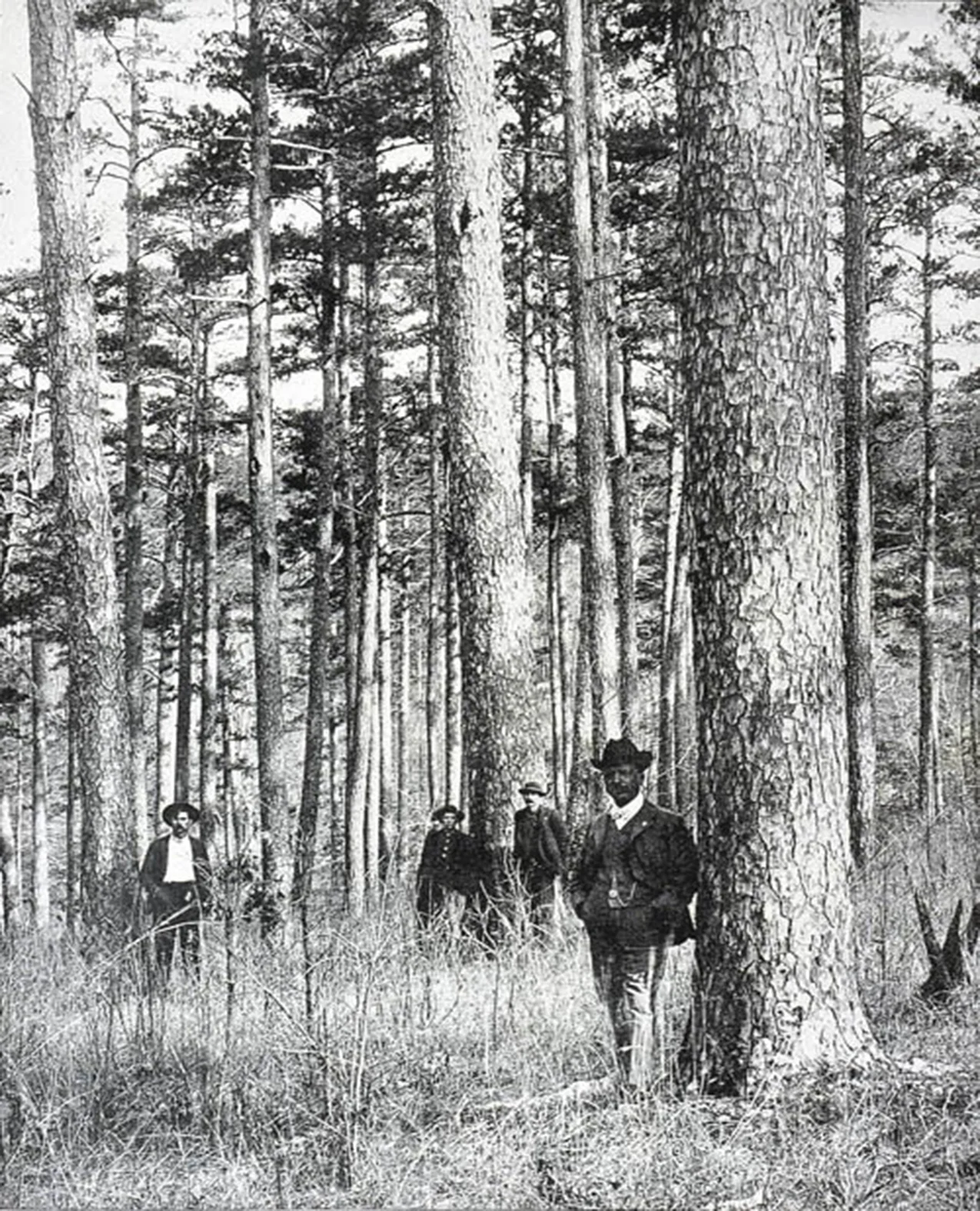 Virginpine.jpg