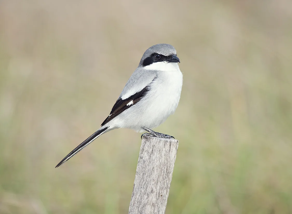 Loggerhead Shrike (Lanius ludovicianus)