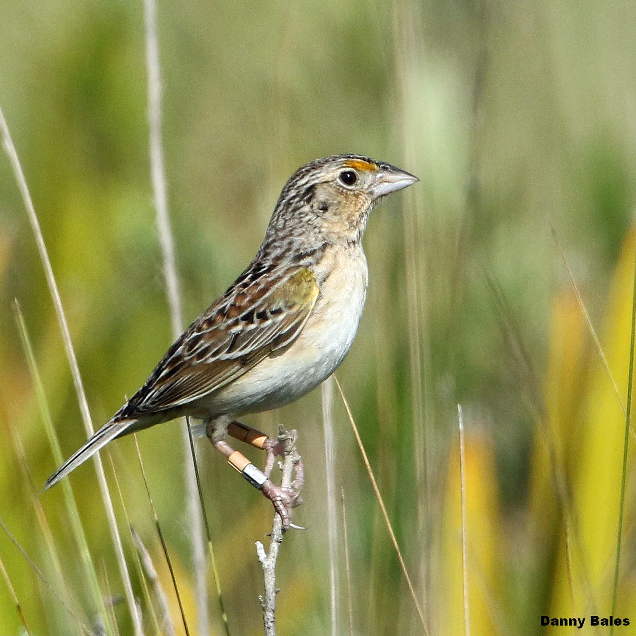 Florida Grasshopper Sparrow (Ammodramus savannarum ssp. floridanus)