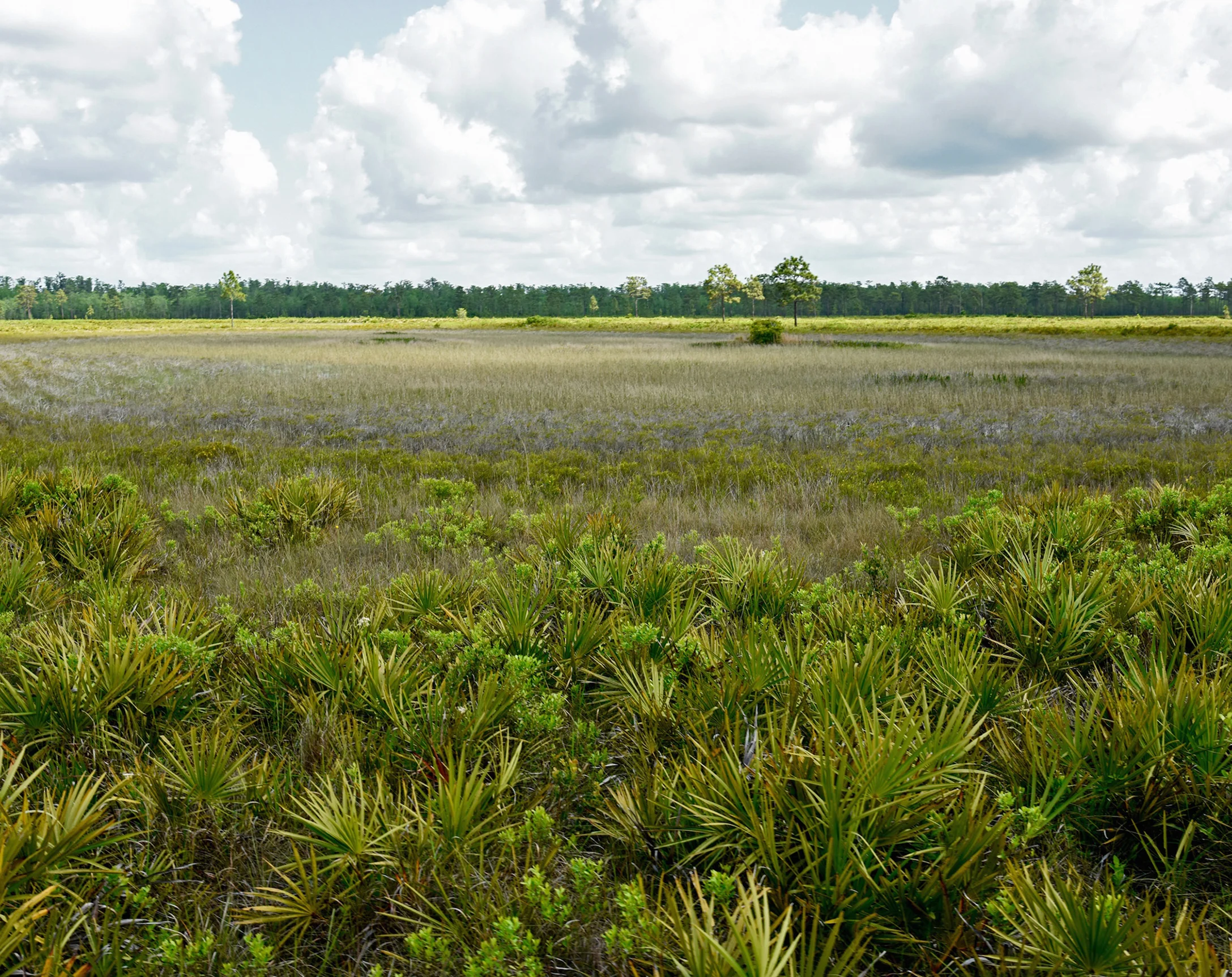 Subtrop marsh_depression marsh in flatwoods_Noss.jpg
