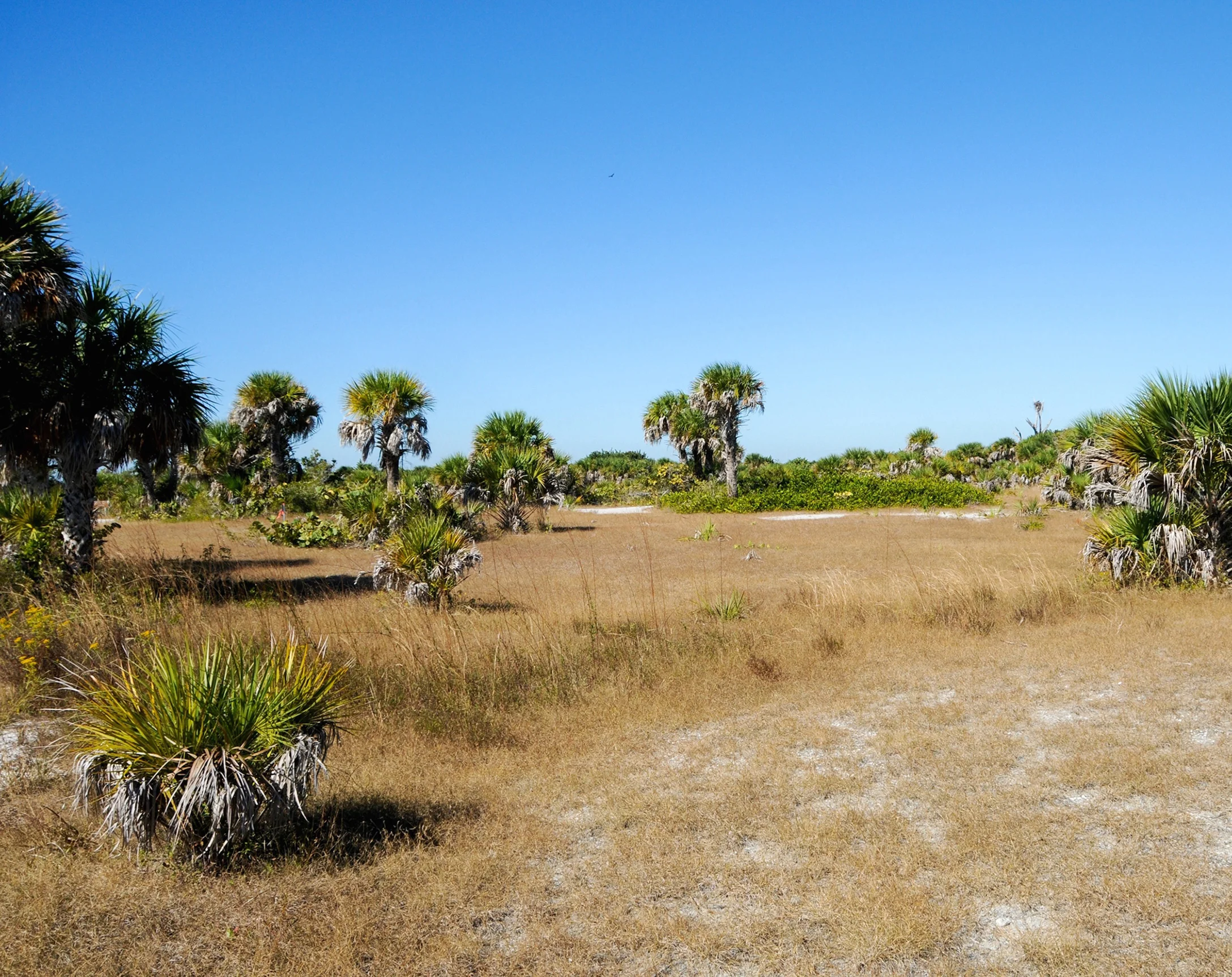 Peninsular Florida Coastal Dune Palm Savanna, Cayo Costa, Lee Co., FL
