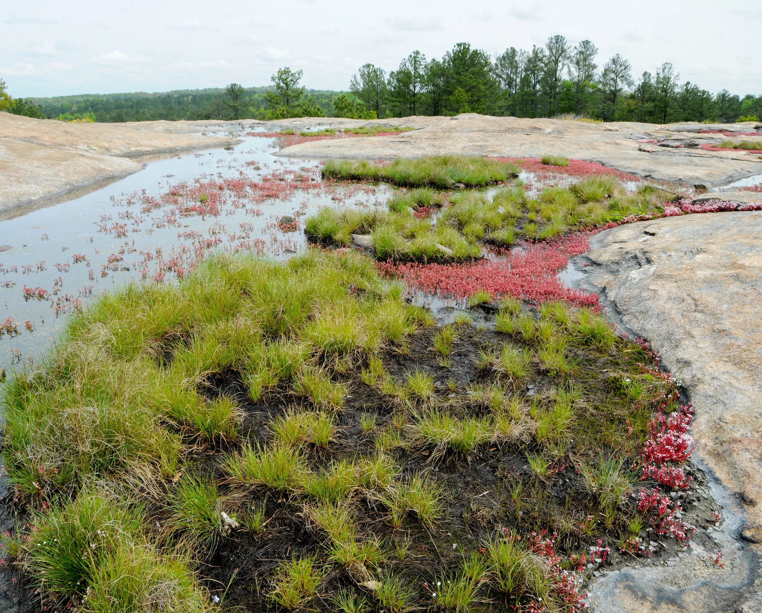 Mt Arabia granite flatrock GA 3.jpg