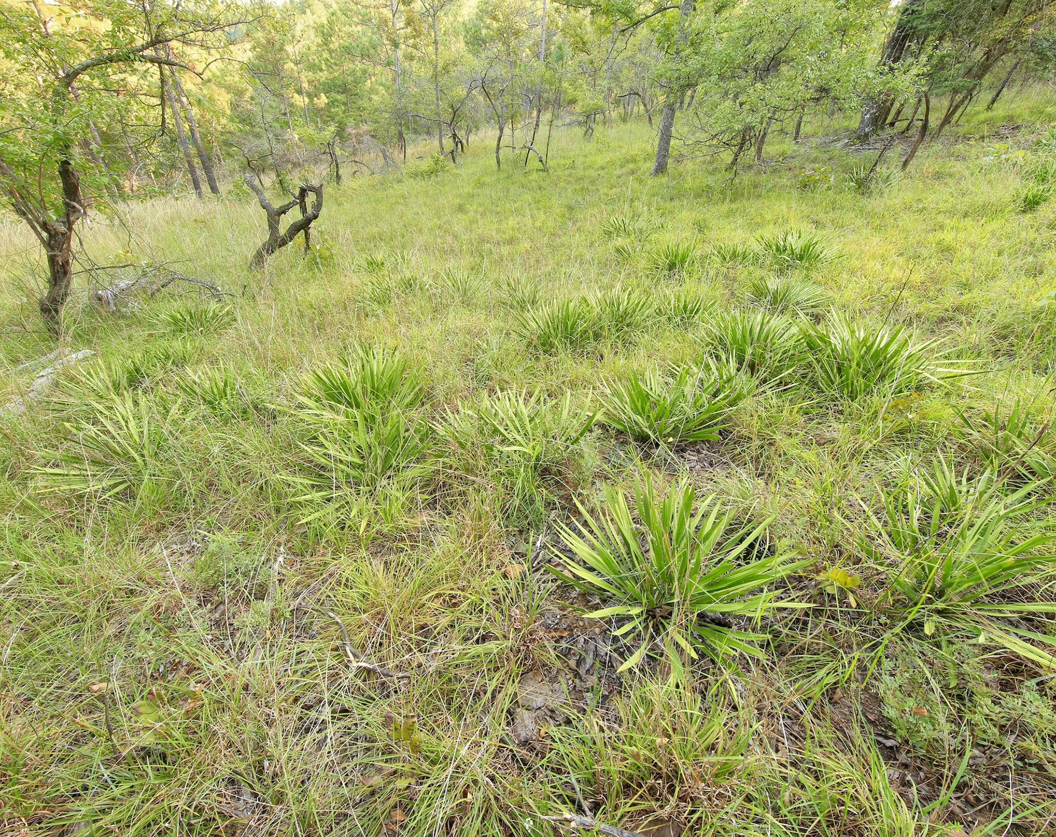 Piedmont Barren, "Plum Glade," Pine Mountain, Georgia